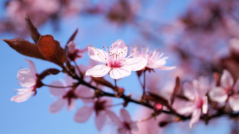Prunus japonico o jamasakura