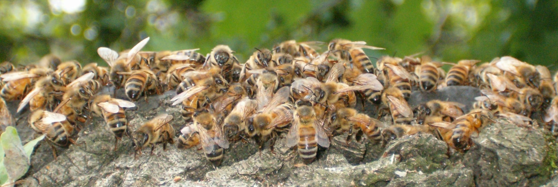 Apis mellifera