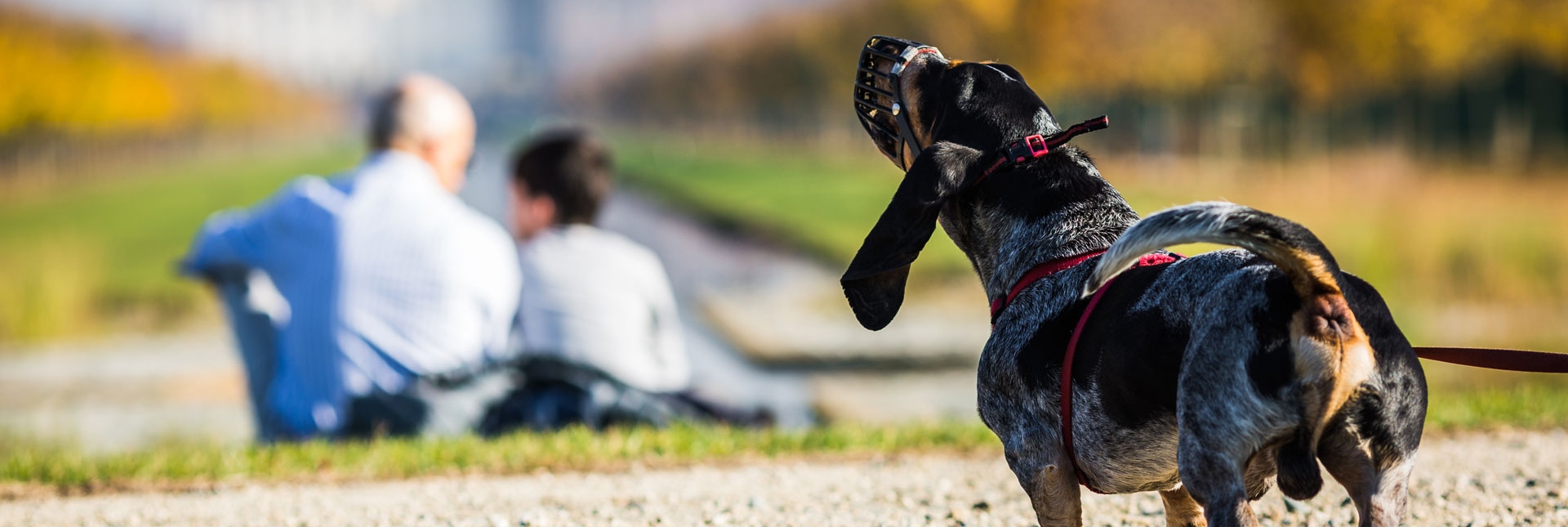 Visitatori con cane nei Giardini della Reggia di Venaria