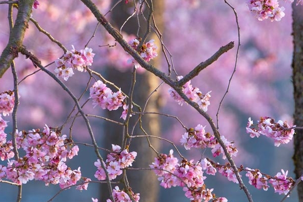 Ciliegi in fiore nei Giardini della Reggia di Venaria - Foto di Dario Fusaro