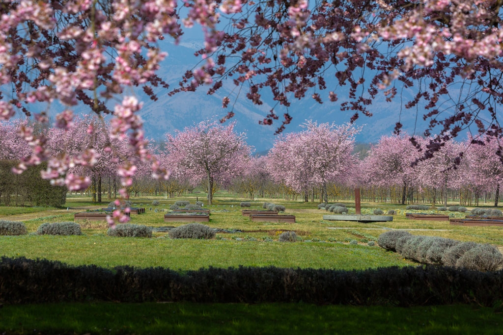 All'ombra dei ciliegi in fiore | Eventi | La Venaria Reale