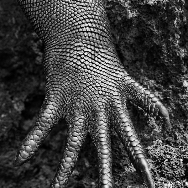 Galápagos, Ecuador, 2004  © Sebastião Salgado/Amazonas Images/Contrasto 