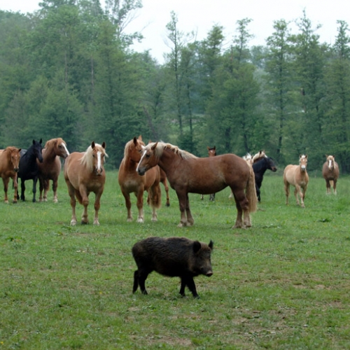 Cinghiale e cavalli nel Parco La Mandria