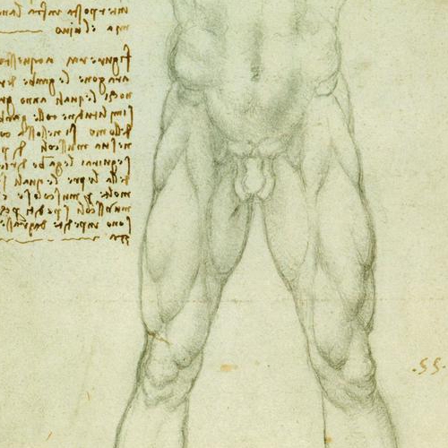 Leonardo da Vinci - “Studi anatomici di arti inferiori”. Carta 1506. Londra, Windsor Castle