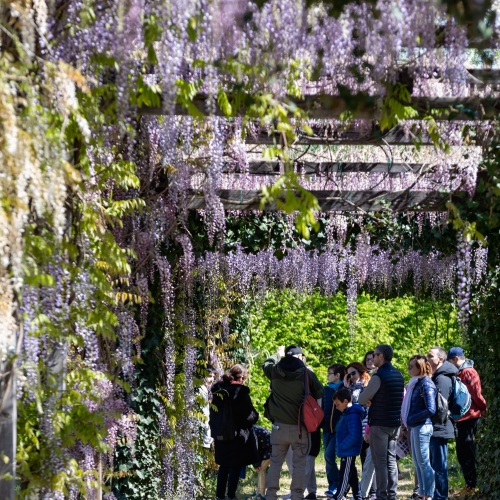 Visita guidata tra i glicini del Potager Royal. Foto di Micol Sacchi