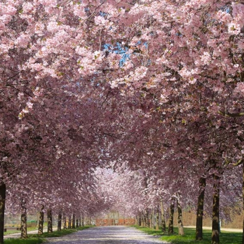 Viale con ciliegi in fiore nei Giardini della Reggia di Venaria 