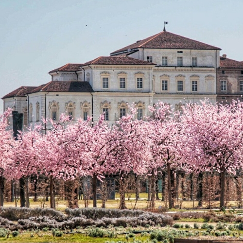 Fioritura dei ciliegi nei Giardini della Reggia di Venaria