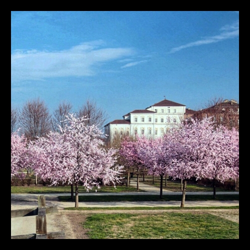 Fioritura dei ciliegi nei Giardini della Reggia di Venaria