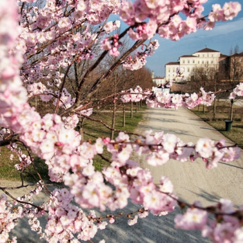 Fioritura dei ciliegi nei Giardini della Reggia di Venaria