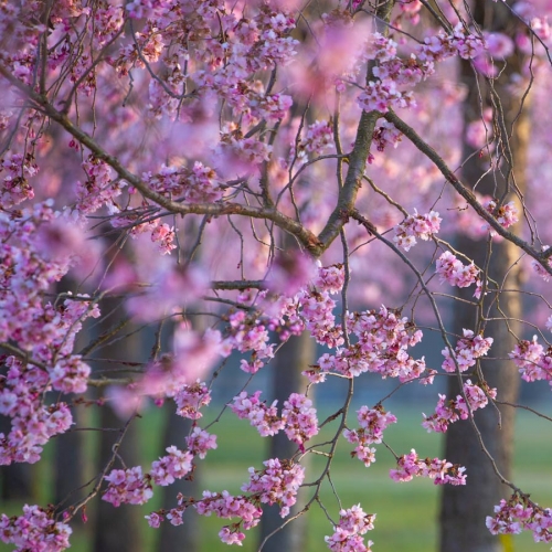 Ciliegi in fiore nei Giardini della Reggia di Venaria - Foto di Dario Fusaro