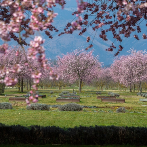 Ciliegi in fiore e Potager Royal nei Giardini della Reggia di Venaria - Foto di Dario Fusaro