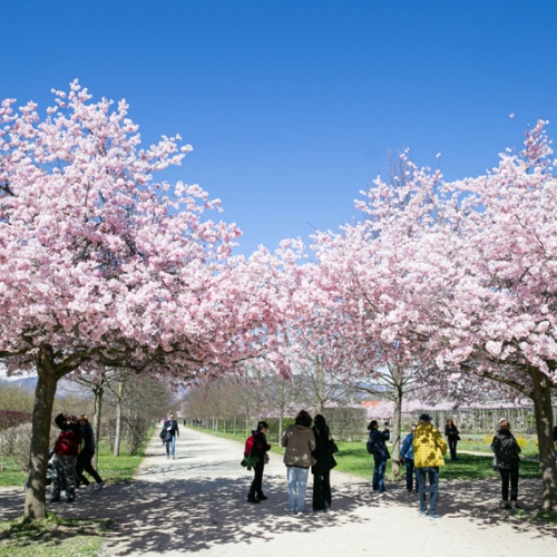Ciliegi in fiore nei Giardini della Reggia di Venaria - Foto di Danele Baldi