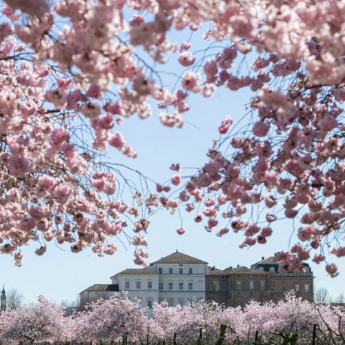 Ciliegi in fiore nei Giardini della Reggia di Venaria - Foto di Danele Baldi
