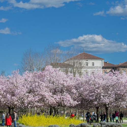 Ciliegi in fiore nei Giardini della Reggia di Venaria - Foto di Danele Baldi