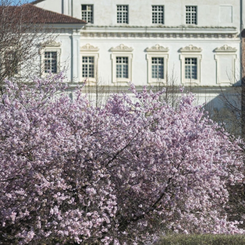 Ciliegi in fiore nei Giardini della Reggia di Venaria - Foto di Danele Baldi