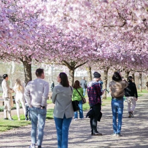 Ciliegi in fiore nei Giardini della Reggia di Venaria - Foto di Danele Baldi