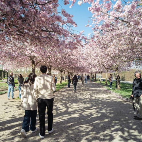 Ciliegi in fiore nei Giardini della Reggia di Venaria - Foto di Danele Baldi