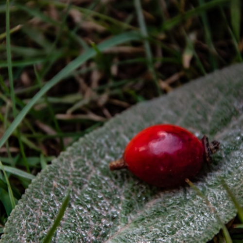 Foglia d'autunno nei Giardini - Foto di Antony Cavallo