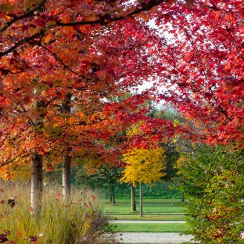 I Giardini della Reggia di Venaria in autunno - Foto di Dario Fusaro