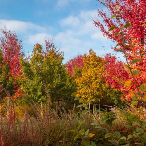 I Giardini della Reggia di Venaria in autunno - Foto di Dario Fusaro