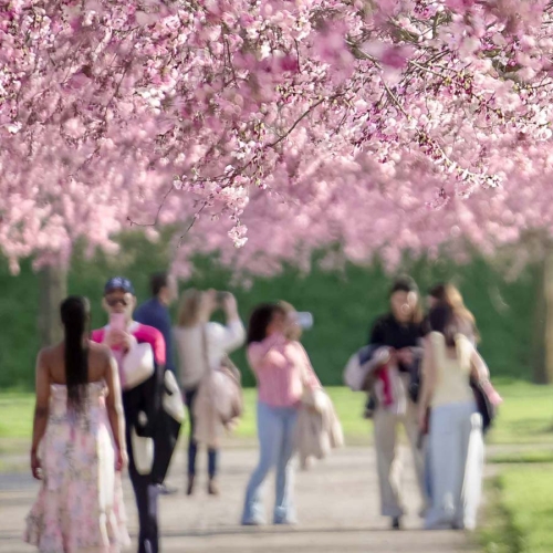 All’ombra dei ciliegi in fiore - Foto di Michele D'Ottavio Fioritura dei ciliegi nei Giardini della Reggia di Venaria - Foto di Michele D'Ottavio