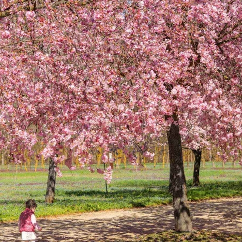 Fioritura dei ciliegi nei Giardini della Reggia di Venaria - Foto di Luca Farinet