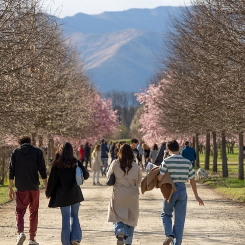 Visitatori nel viale con ciliegi in fiore - Foto di Luca Farinet