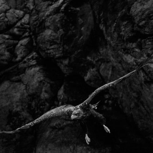 A sea eagle, the largest bird of prey in Norway, in the fjords of the Flatanger archipelago. Lauvsnes, Norway, 2019. ©Paolo Pellegrin/Magnum Photos