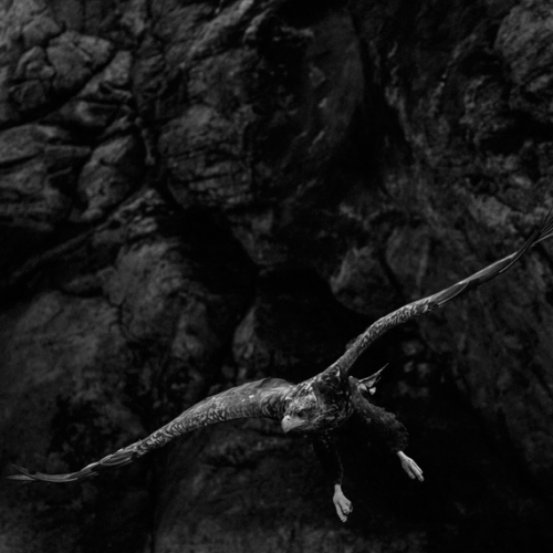 A sea eagle, the largest bird of prey in Norway, in the fjords of the Flatanger archipelago. Lauvsnes, Norway, 2019. ©Paolo Pellegrin/Magnum Photos