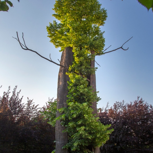 Giardino delle Sculture fluide di Giuseppe Penone - Tra scorza e scorza. Foto di Dario Fusaro