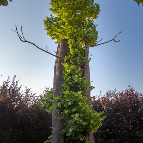 Giardino delle Sculture fluide di Giuseppe Penone - Tra scorza e scorza. Foto di Dario Fusaro