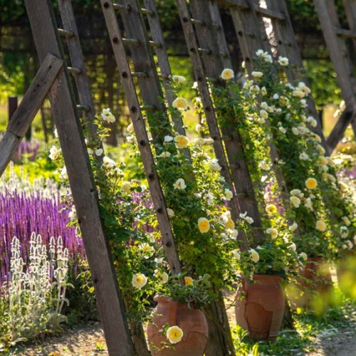 Potager Royal - Foto di Dario Fusaro