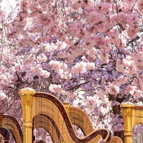 Fioritura dei ciliegi nei Giardini della Reggia di Venaria - Foto di Luca Farinet