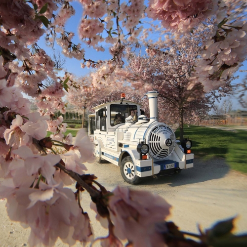 Il trenino dei Giardini tra i ciliegi in fiore