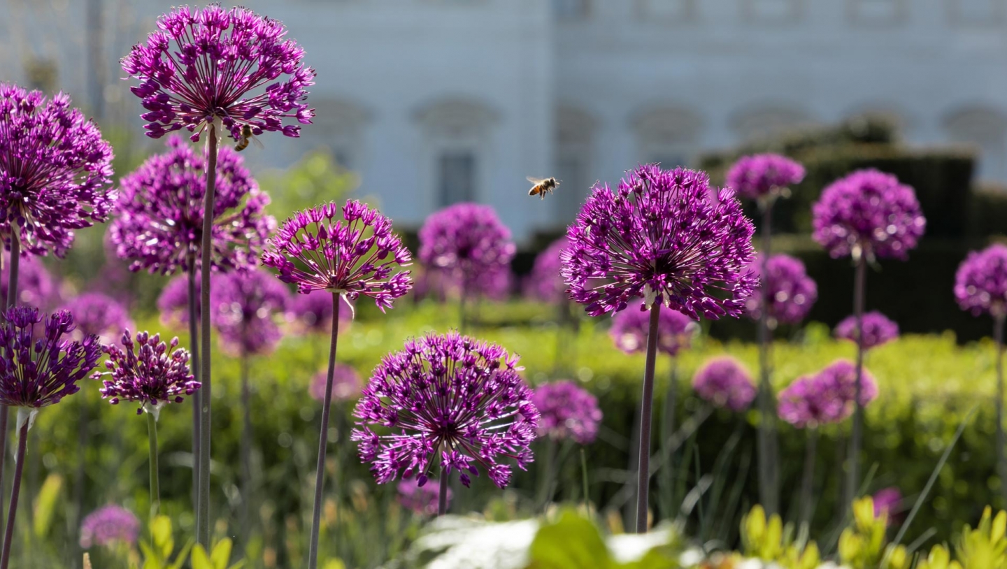Ape sui fiori nei Giardini della Reggia di Venaria