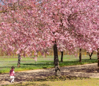 Fioritura dei ciliegi nei Giardini della Reggia di Venaria - Foto di Luca Farinet
