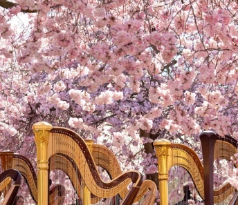 Fioritura dei ciliegi nei Giardini della Reggia di Venaria - Foto di Luca Farinet