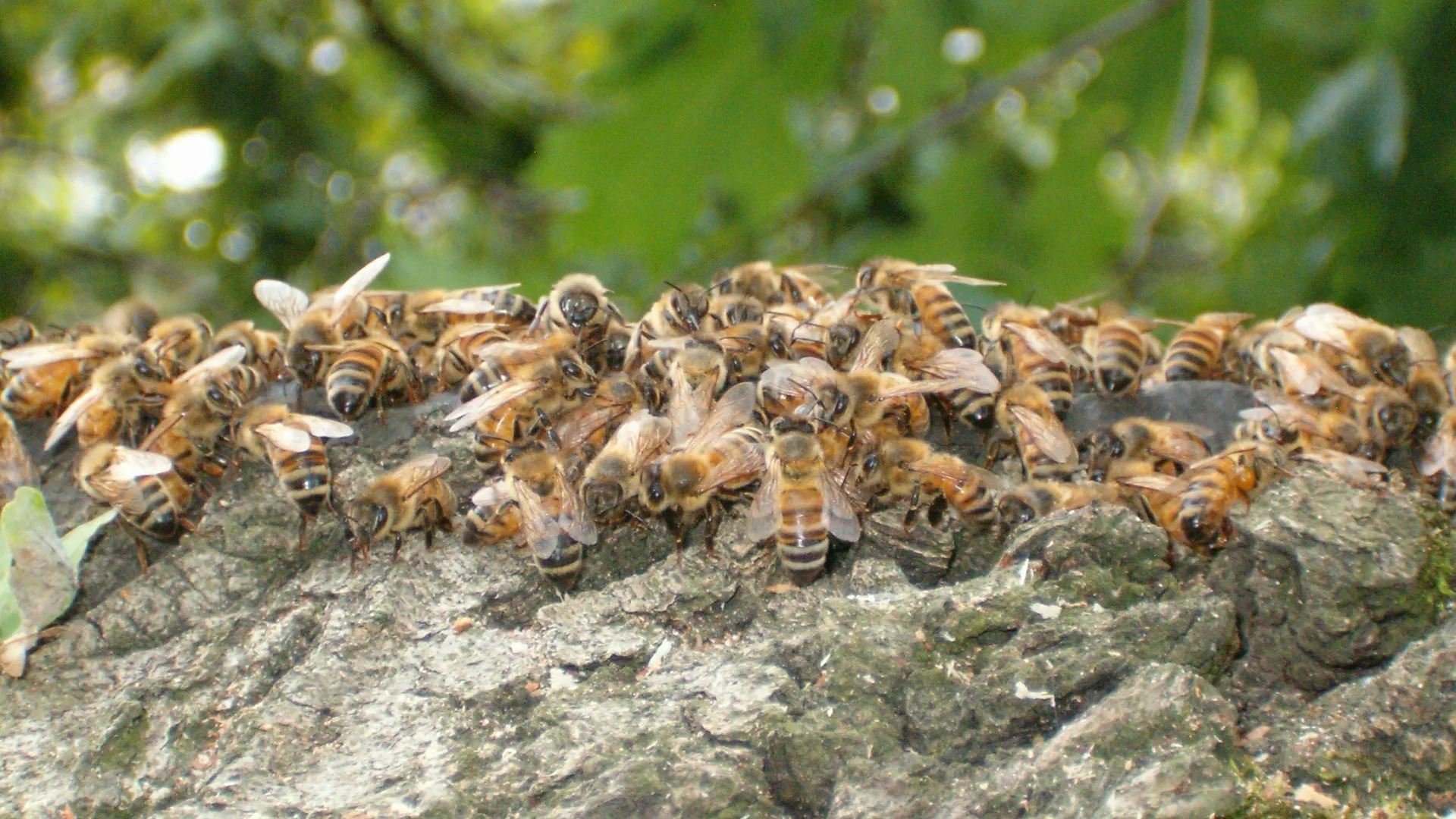 Apis mellifera