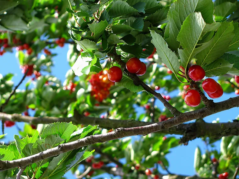 Ciliegio - Frutta