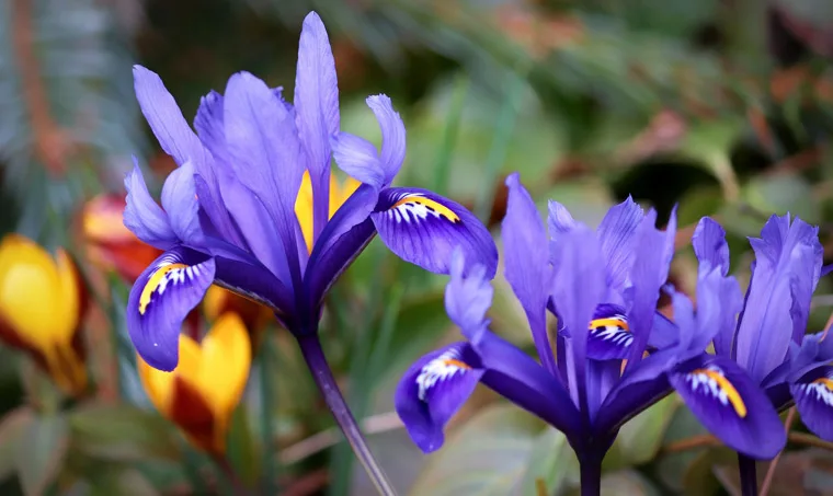 Iris