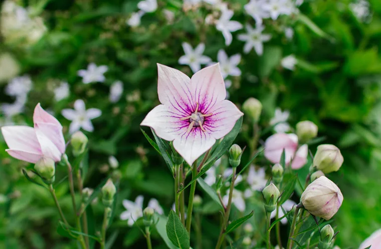 Campanula