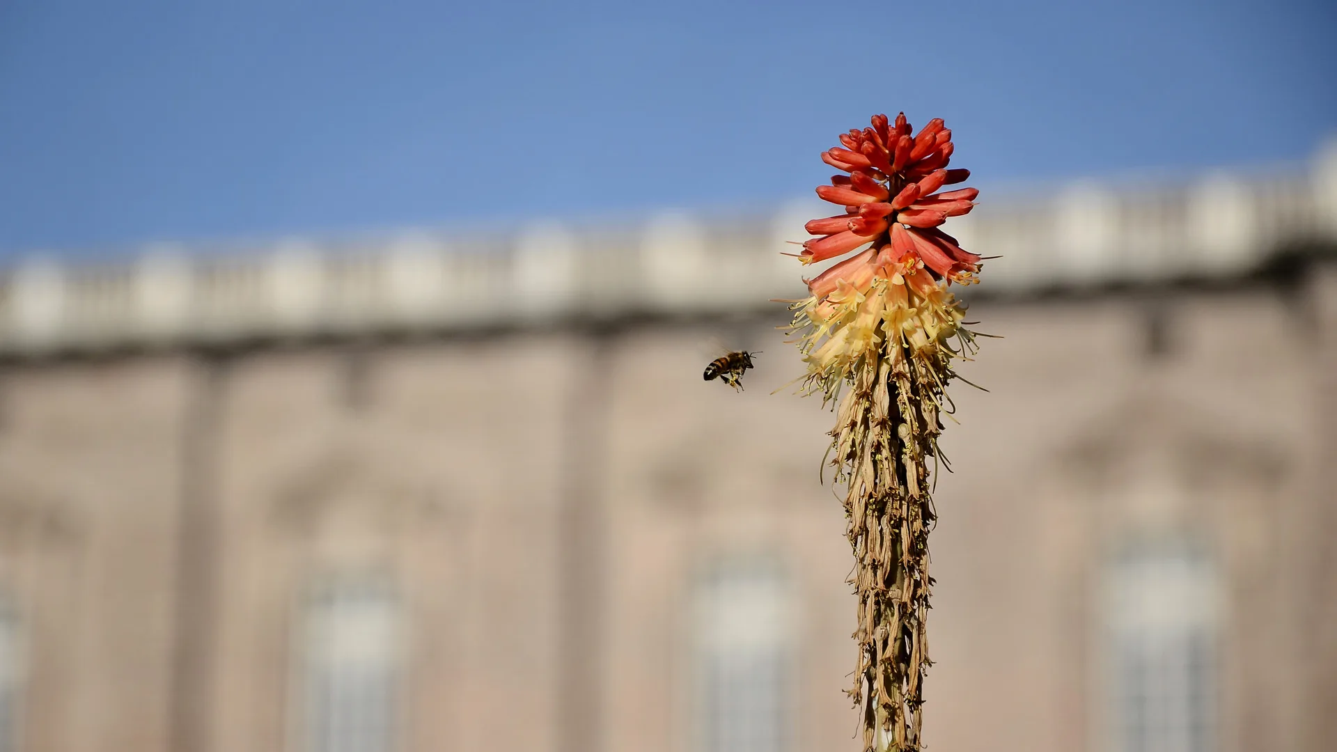 Ape su un fiore nei Gardini della Reggia di Venaria - Foto di Martina Cialdella