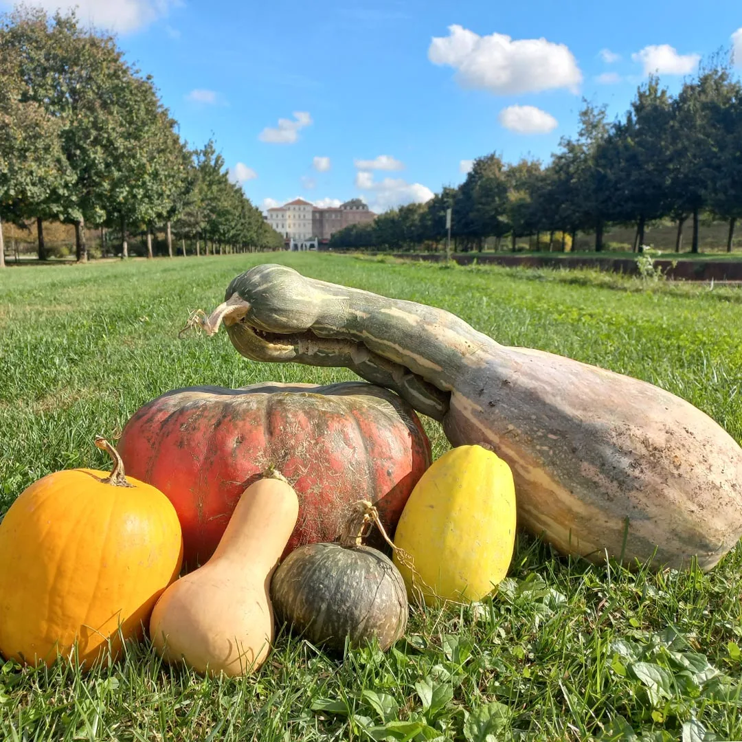 Zucche di vario tipo nei Giardini della Reggia