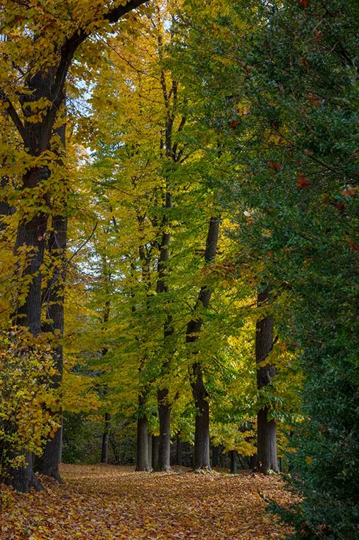 Autunno nel Parco della Madnria - Foto di Dario Fusaro