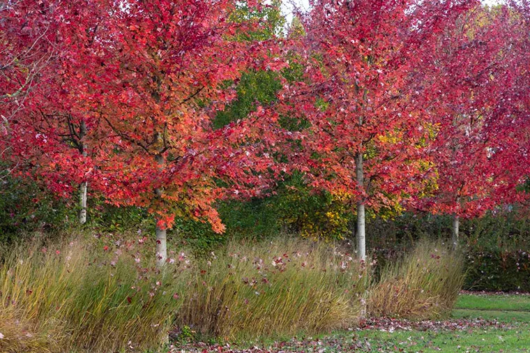 Autunno nei Giardini della Reggia di Venaria - Foto di Dario Fusaro 7