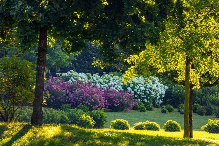 Estate nei Giardini della Reggia di Venaria - Foto di Dario Fusaro 33