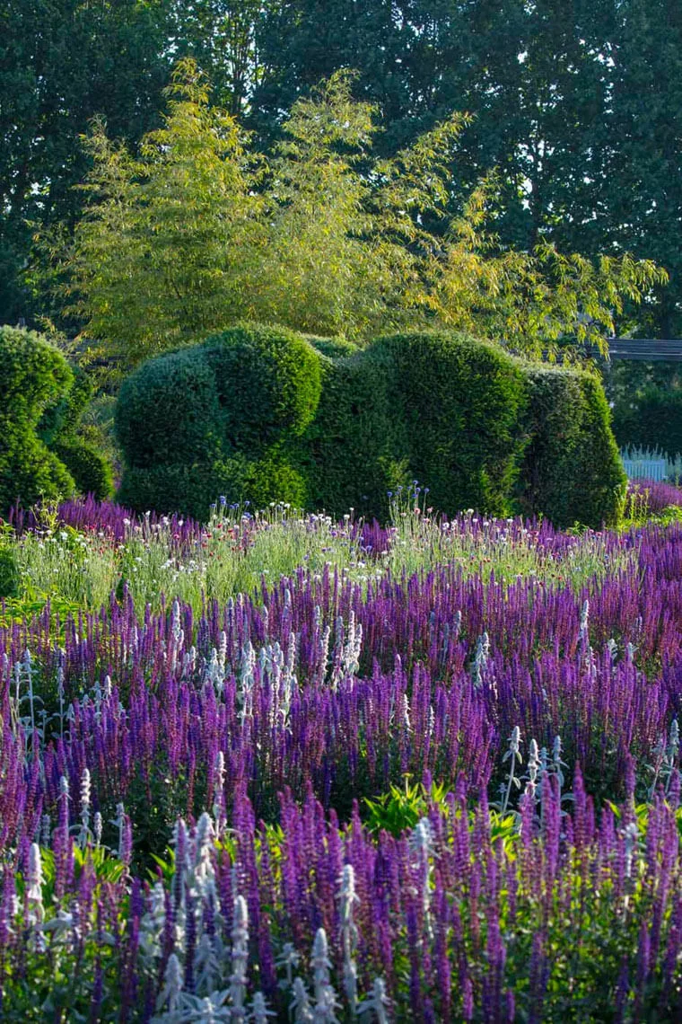 Estate nei Giardini della Reggia di Venaria - Foto di Dario Fusaro 34