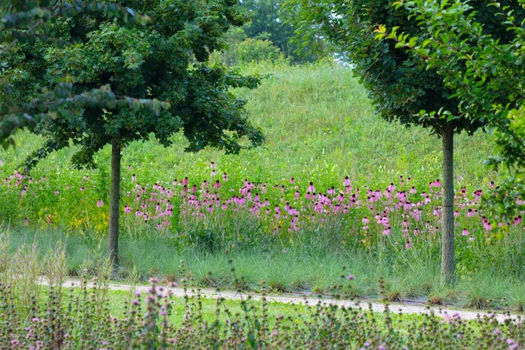 Estate nei Giardini della Reggia di Venaria - Foto di Dario Fusaro 37