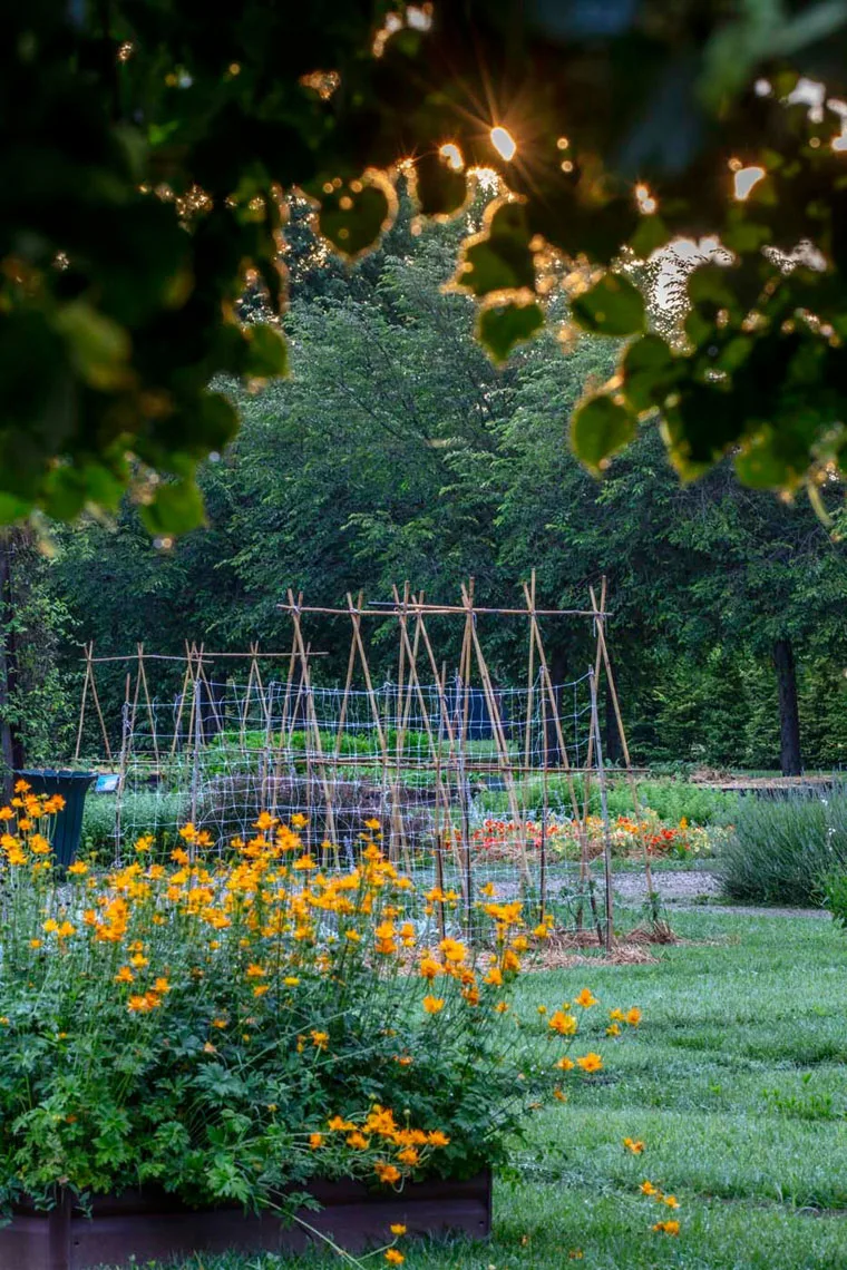 Estate nei Giardini della Reggia di Venaria - Foto di Dario Fusaro 44