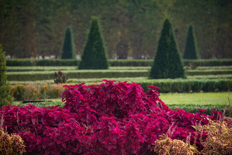 Estate nei Giardini della Reggia di Venaria - Foto di Dario Fusaro 45
